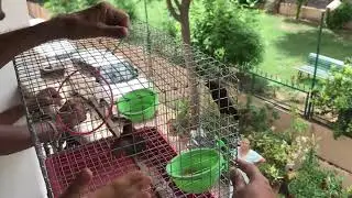 Birds Deserve Freedom | Fly Away From Cage |