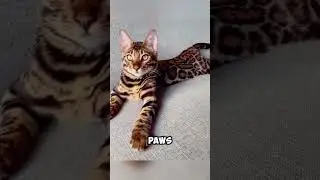 Do Cats Really Sense Earthquakes Before They Happen? 🐱🌍