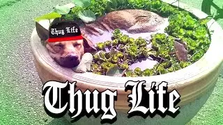 Animal Thug Life Compilation #5