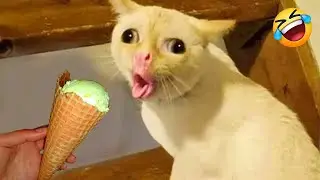 You Laugh You Lose 🐶 Funniest Cats and Dogs 2026🤣 Part 5