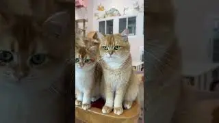 🐱Welcome to my channel! Cute animal videos coming soon! #cats #catvideos #catlovers #animalshorts