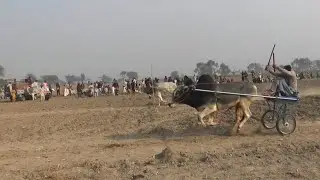January 17, 2026 نیو بیل ریس شاہ پور ہیڈ اسلام Bull race Punjab new video 