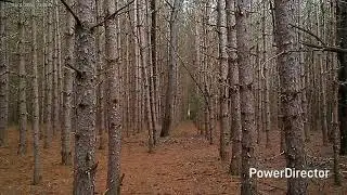 Witches tree