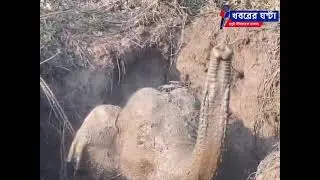 An Elephant Fell into an Abandoned Well Rescued by Forest Department #khabarer_ghanta #elephant