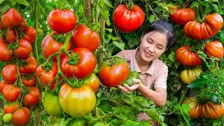 Harvest Many Organic Tomatoes, Red Bell Pepper, Red Banana Goes to market sell