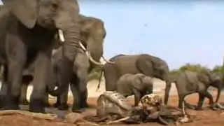 Elephants Mourn Their Dead | BBC Studios