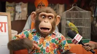 #ai #shortsviral #talkingmonkey #funnyinterview#chotulogic#indiancomedy #youtubeshorts 