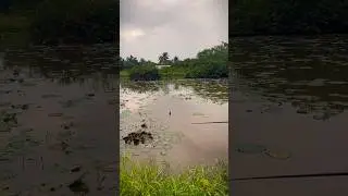 One day - one fish🎣#floatfishing #handpole #riverfishing #carpfishing #Cauca #pesca #pescaria