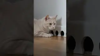Shocking! I saw a giant rat! #shorts #trap #cat #kitty #kitten #funny #fun #shortvideo #pets #cute