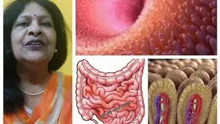 (Digestive System-4) Ileum & it's adaptations. #knowledge #learning #biology #fact #video#science