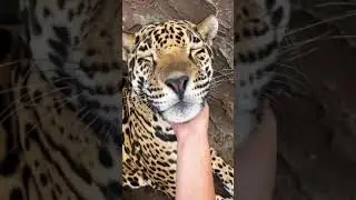 Jaguar Kisses! Big Cat Sandpaper Tongue!! ADORABLE
