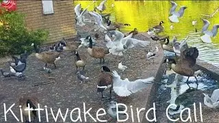 Kittiwake Bird | Kittiwake Bird Call | Kittiwake Bird Sound | Kittiwake Colony