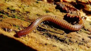 Cylindroiulus punctatus - (Leach, 1815) - (Julidae) - Iule