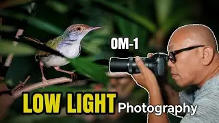 I Found a Tiny Common TailorBird Hiding in the Park! | OM-1 Low Light Bird Photography