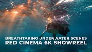 Breathtaking Underwater Scenes in 6K | RED Cinema Underwater Showreel | Tom Park Films