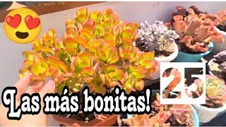 Mis Suculentas favoritas 2025! 💚 #suculentas #cajamarca #plantas 
