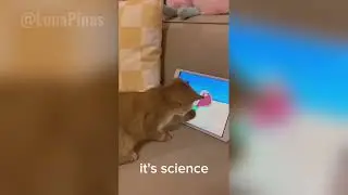 FUN FACTS ABOUT CATS AND DOGS 😺