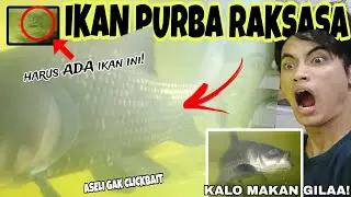 GIANT BARB JUMBO WOII, CARA BENER PELIHARA M0NST3R INI‼️Review, Tankmate, dan kasih makan