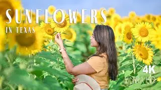 Sunflowers in Texas | Amazing Sunflower Fields  | in 4K