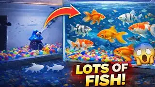 Amazing! 🐟 Aquarium Me New Fish Add Kar Di 😍 #fish #fishing #aquraium #fishtank #planetaquarium #koi