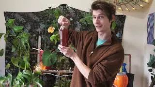 My Experiment Making Probiotic Cola