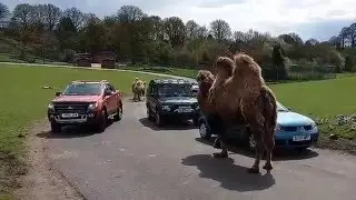 World's Best Safari Ride ?  Cars vs Animals - Part 2 (Two humped camel)