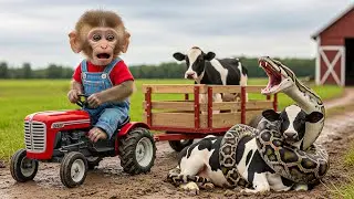 Monkey Farmer Rescues Horse from Giant Snake Attack 🐍 | Cobby Farm