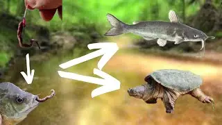 Food Chain Fishing Challenge