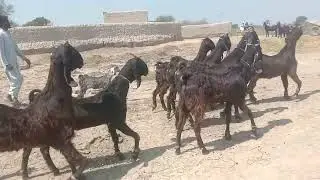Nachi Goat