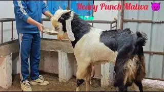EXTREME ENGLISH COLOUR GUJRI 🐏🦙 , HEAVY FACE MALWA 💪 AND KOTA ANDUL AVAILABLE AT #PathanFarmHouse 😇