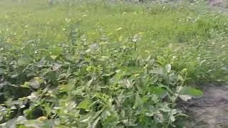 हरे हरे गेहूं और सरसों की पौधा || new agriculture farming vlogs #trending #viralvideo #agriculture 