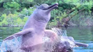 Как с возрастом меняет окраску Амазонский дельфин, Иния (Amazon river dolphin) &mdash; Inia geoffrensis ?
