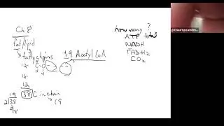 Bio 221 Lecture Video Q and A March 2nd