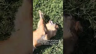 #makethisgoviral #goldenretriever  #AustralianShepherd #Dog #Puppy #fupシ #funnypet #funnyanimal