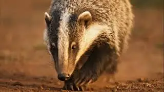 Fearless Forager | Honey Badger on the Hunt