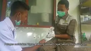 Pengambilan darah Domba untuk Pembuatan Media Blood agar darah