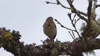 Meadow Pipit singing in a tree (Anthus pratensis)