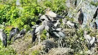 Wonderful Bird Sanctuary Preserves Natural Habitats Supporting Migration Breeding And Survival 029