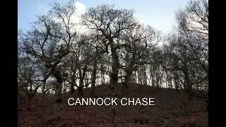 CANNOCK CHASE -  BROCTON COPPICE