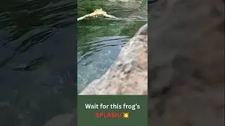 Frog Dive in Style: Viral Water Fun! 🎶🐸 #shorts