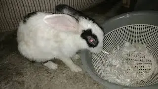 Mama rabbit ignoring her babies