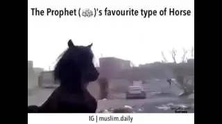 Prophet Mohammad's (PBUH) favorite type of Horse
