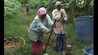 Fertilizer Recommendation for Banana in Neutral pH Soil