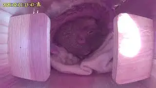 A young lady has moved into the box currently(Adventures with Carvers ) 👀🐿️.(day 2/1/26 video )