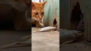 What This Cat Did To The Mouse Will Shock You! #cat #mouse #funny