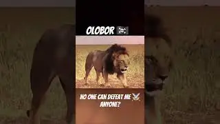 Olobor vs Kinkytail 🤨🏴&zwj;☠️⚔️ #mapogo #lion #lionnation #edit #wildlife #lionking #animals #bigcat