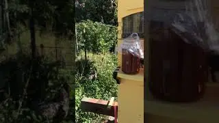 Flow Hive harvest Northern Utah  USA