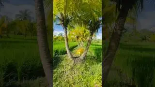 🌿📖 Quran Urdu Translation | Beautiful Greenery of Philippines✨ Peaceful Islamic Nature Ambience 🌙🕊️
