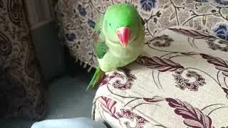 Interesting parrot 🦜🦜🦜