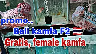 promo, Beli Louhan kamfa F2 Thailand, Gratis female kamfa F2 🇹🇭. #ikanlouhankamfa #kamfaf2